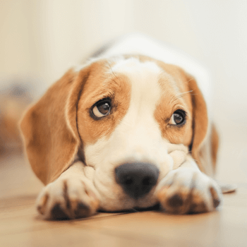 6 sintomas que indicam que o seu cãozinho está com dor
