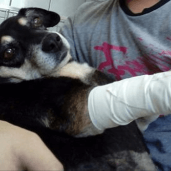 Diálise salva a vida de cadelinha desenganada por veterinários
